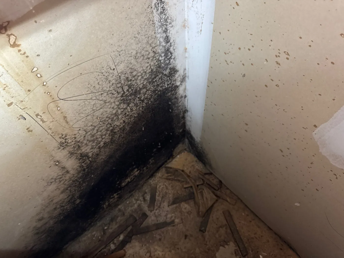 Heavy black mold growth in a wall cavity documented during a Jensen Beach, FL mold inspection
