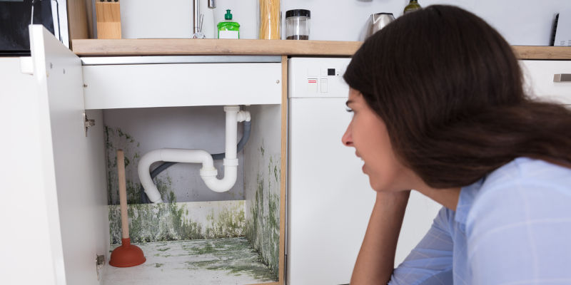 Mold Growth in Kitchen and Household Appliances