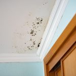 Comprehensive Mold Assessments in West Palm Beach, Florida