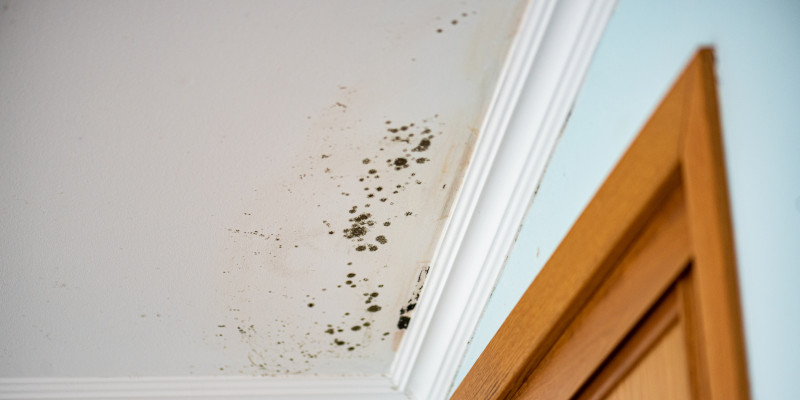 Comprehensive Mold Assessments in West Palm Beach, Florida