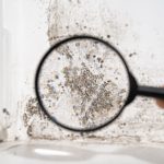 Limited Mold Assessments in West Palm Beach, Florida