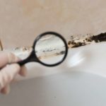 Home Mold Inspection