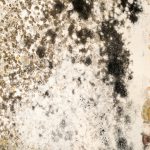 Mold Assessments