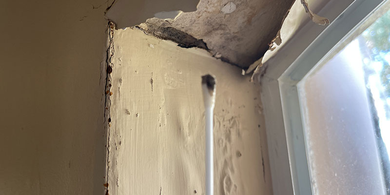 How Comprehensive Mold Assessments Work