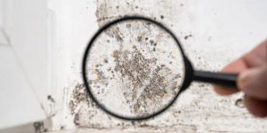 When to Schedule Mold Assessments